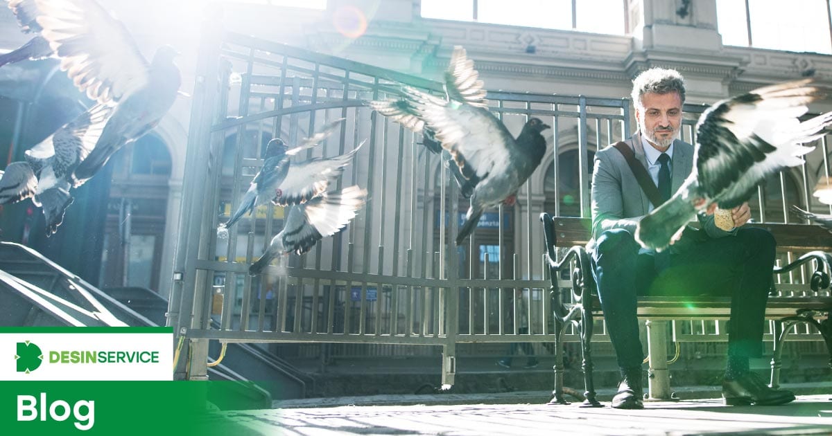 Dicas para evitar doenças transmitidas por pombos