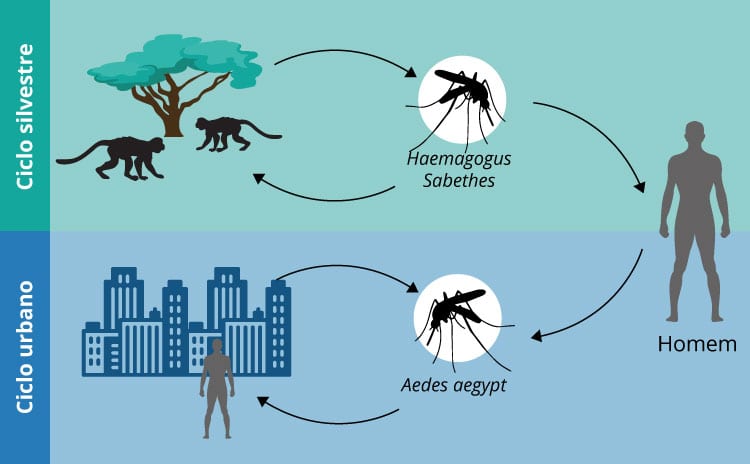 ciclo de transmissão da febre amarela