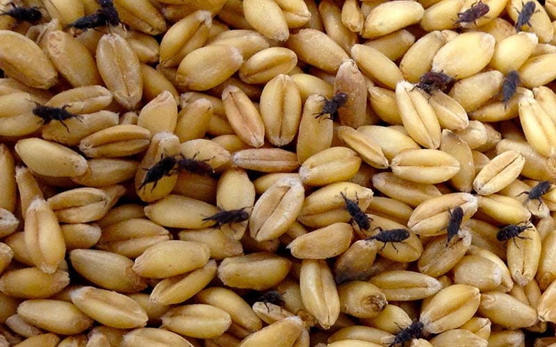 Grãos comprometidos com infestação de carunchos