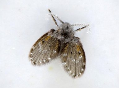 Psychoda alternata