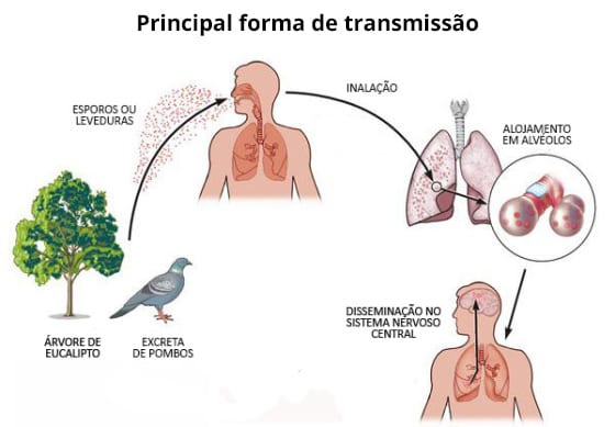 ciclo de transmissão da criptococose