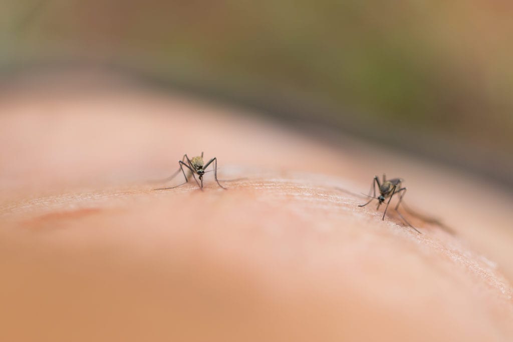 como eliminar mosquistos