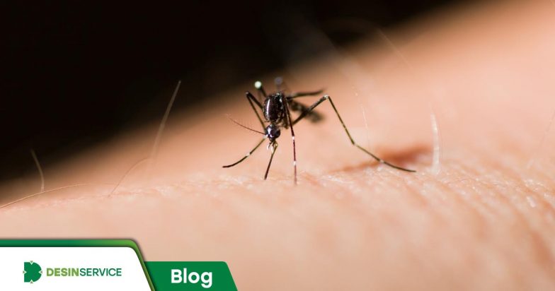 Mosquitos: o que você precisa saber para acabar com eles