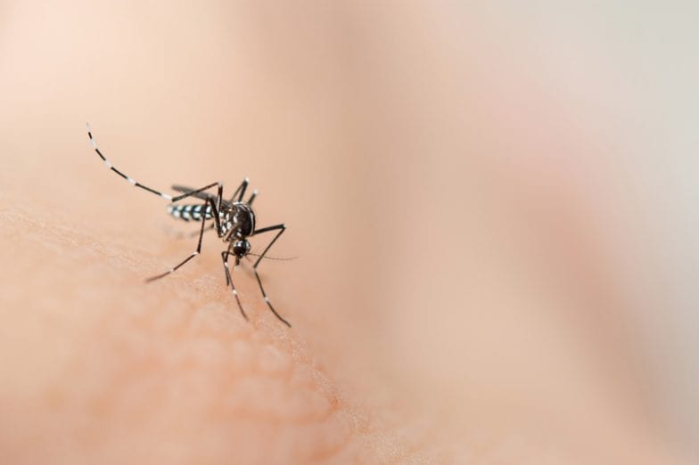 Mosquito da dengue
