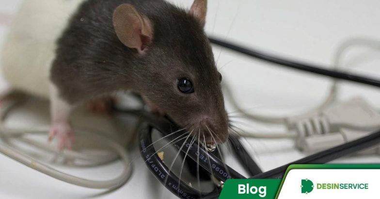 Prejuízo com pragas: 5 invasores que preocupam qualquer pessoa