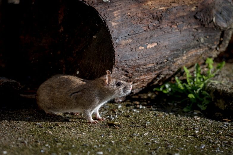 Ratos causam prejuízos materiais e também são vetores de dezenas de doenças