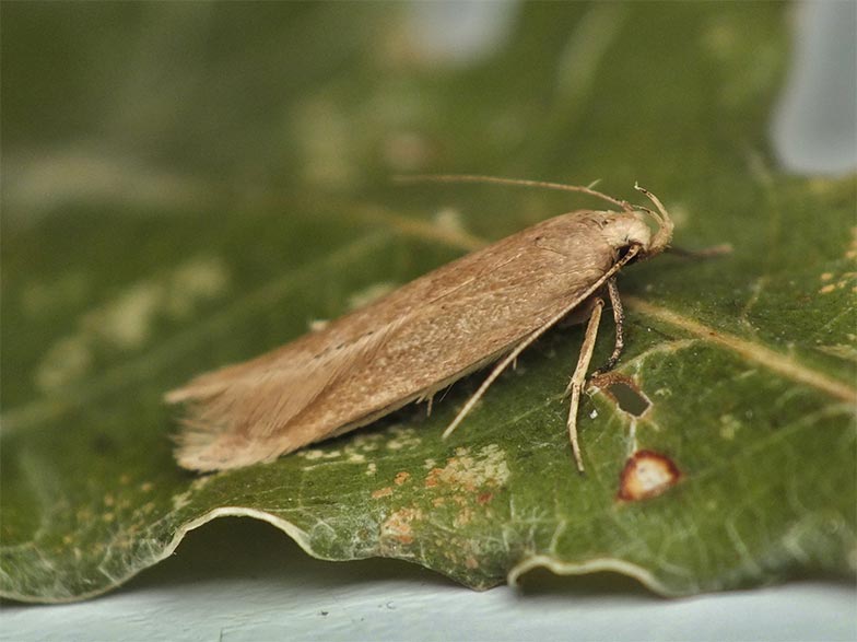 Traça dos cereais (Sitotroga cereallela)
