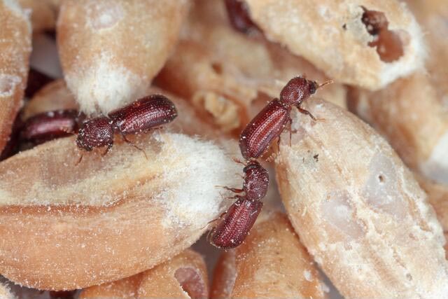 Besouro de cereais e farinhas (Rhyzopertha dominica)