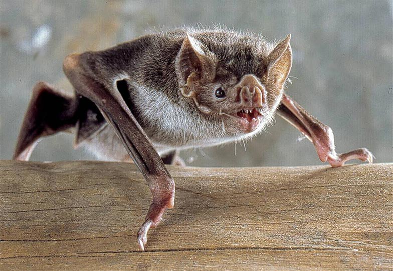 Morcego-vampiro (Desmodus rotundus)