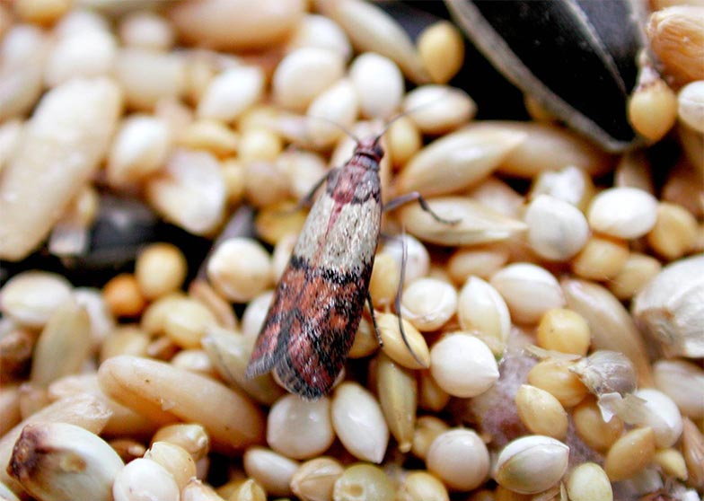Traça indiana da farinha (Plodia interpunctella)'