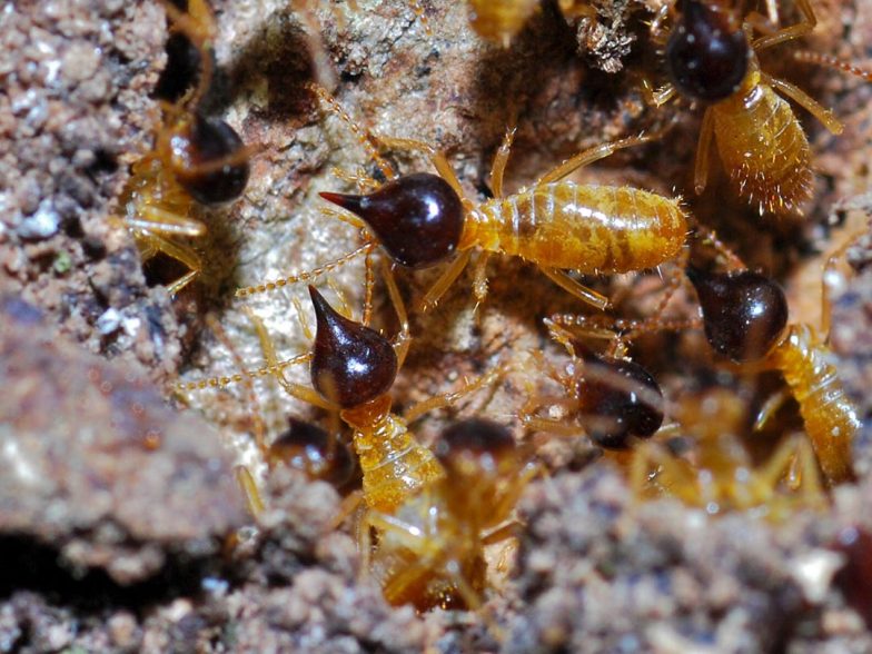 Cupim arbóreo (Nasutitermes corniger)