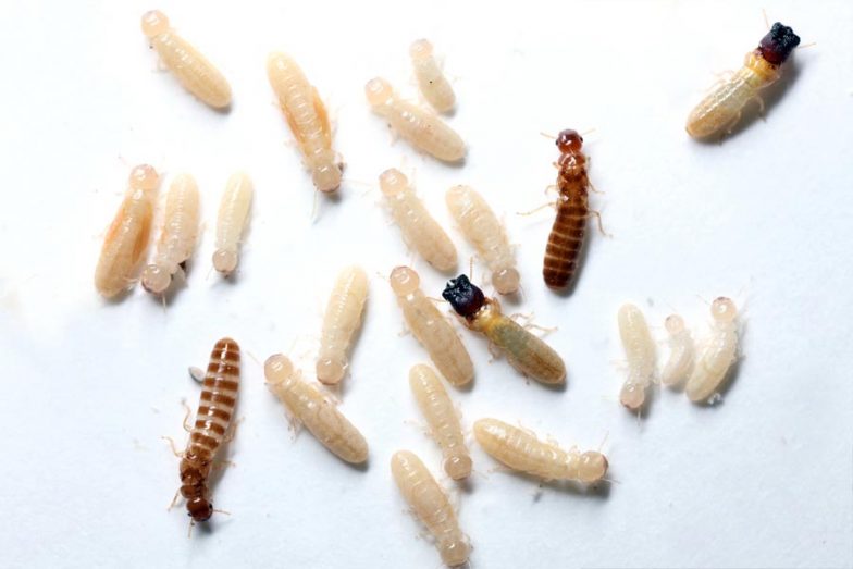 Cupim de madeira seca (Cryptotermes brevis)