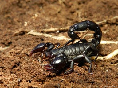 Escorpião-preto (Bothriurus bonariensis)