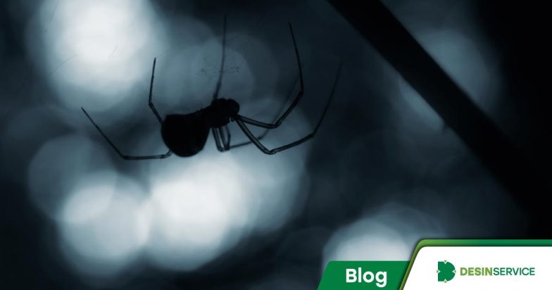 Quais são as aranhas mais perigosas? Conheça as espécies que merecem atenção
