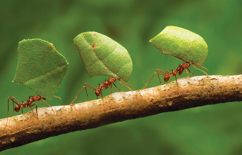 Formigas cortadeiras carregando folhas
