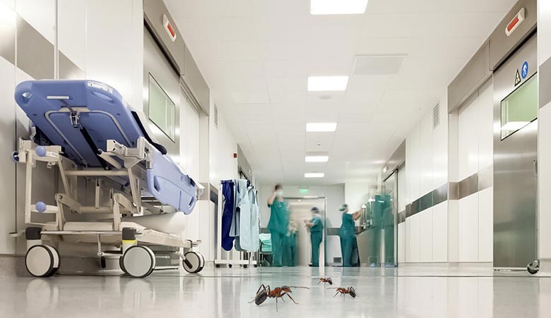 Formigas em ambiente hospitalar