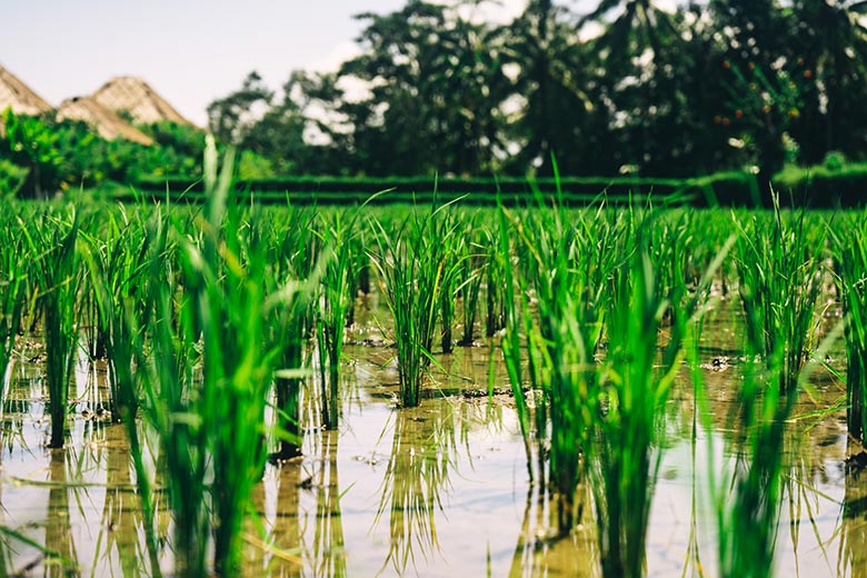 Lavoura de arroz