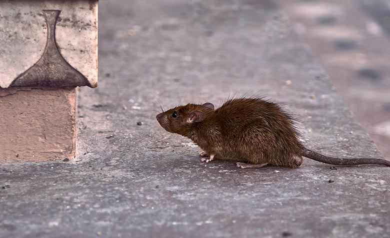 Rato em ambiente urbano, mais ativo em função do calor