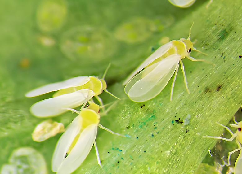 Mosca-branca (Bemisia tabaci)