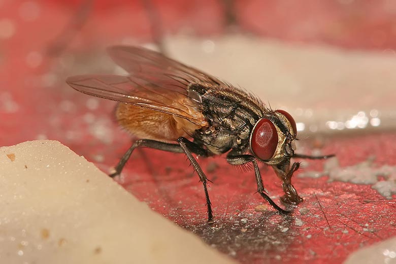 Mosca-doméstica (Musca domestica)