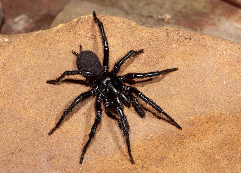 Aranha-teia-de-funil-de-Sydney (Atrax robustus)