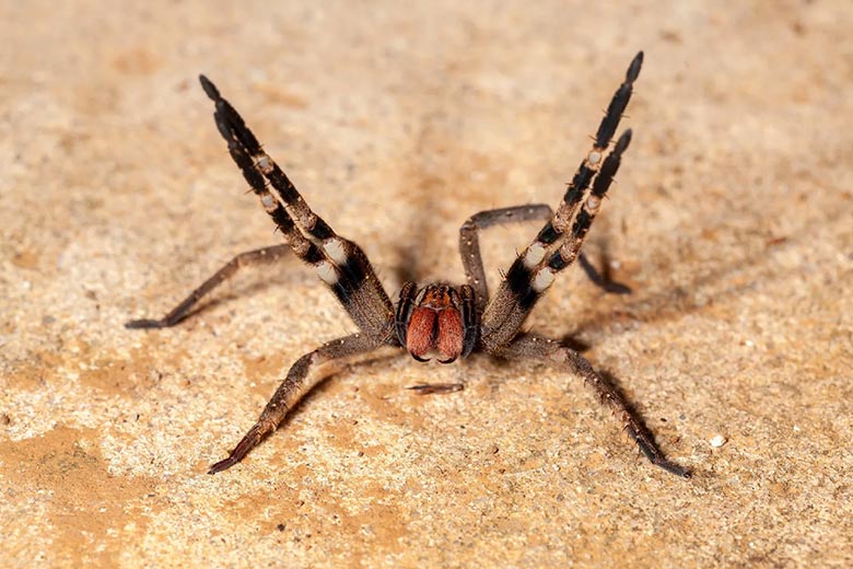 Aranha-armadeira (Phoneutria spp.)