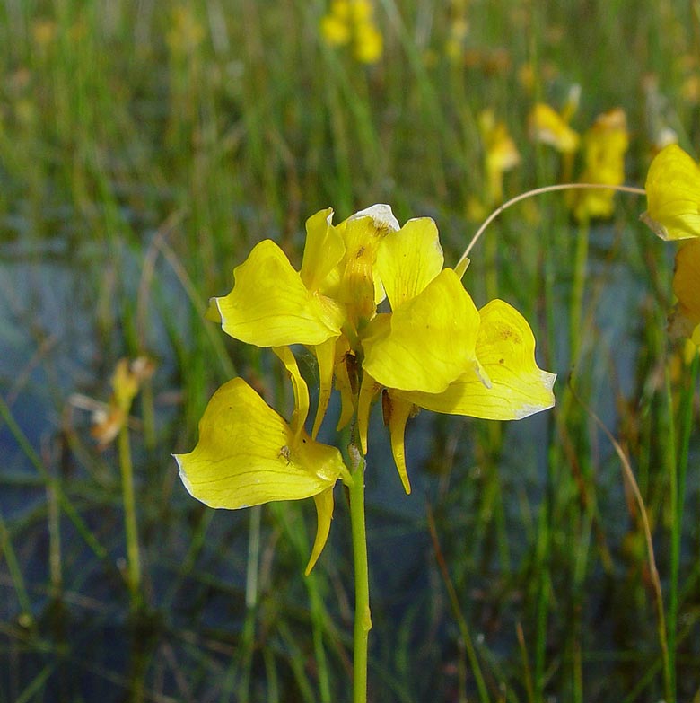 Utricularia
